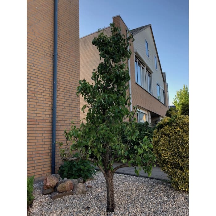 Oude perenboom 'Conference'