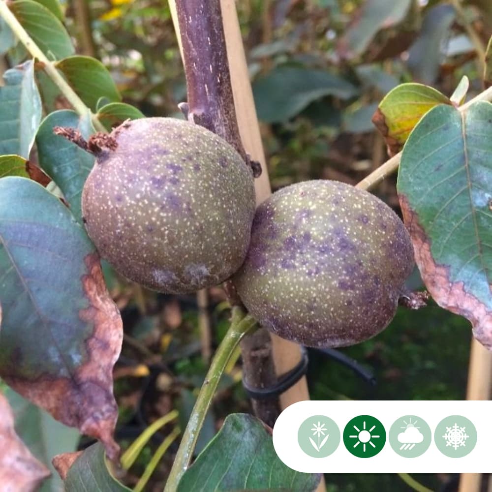 Roodbladige walnotenboom