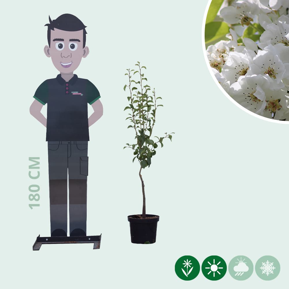 Pyrus c. 'Clapp's Favorite'