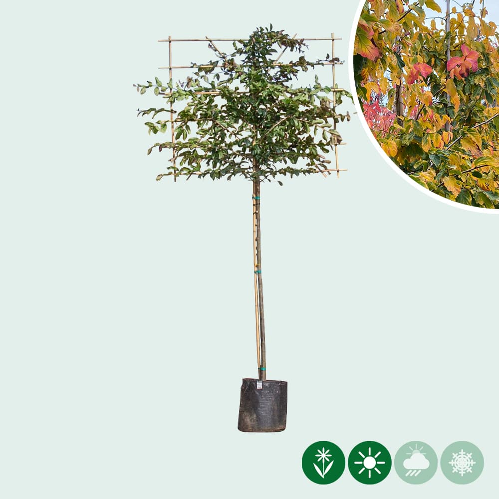 Parrotia leiboom