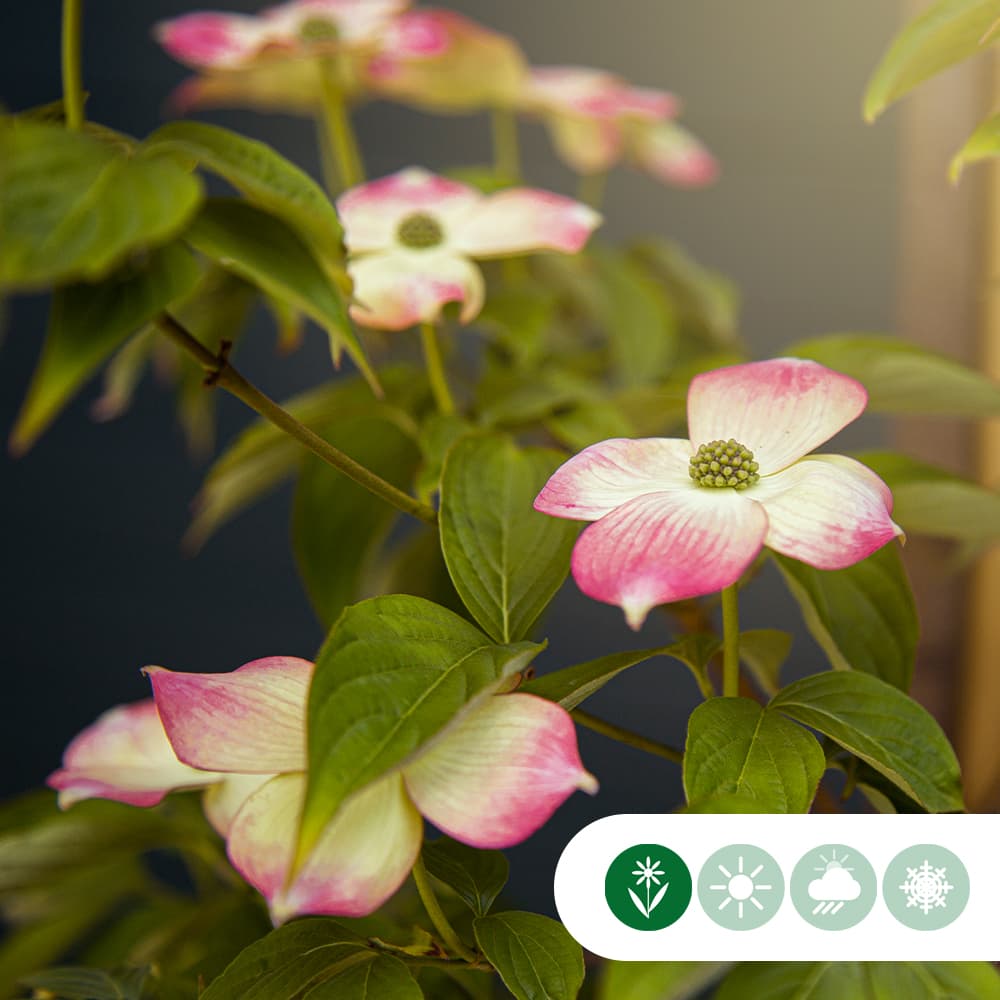 Kornoelje 'Stellar Pink' laagstam