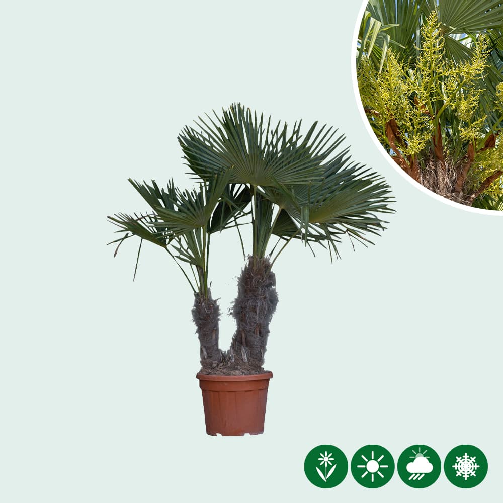 Chinese waaierpalm duostam