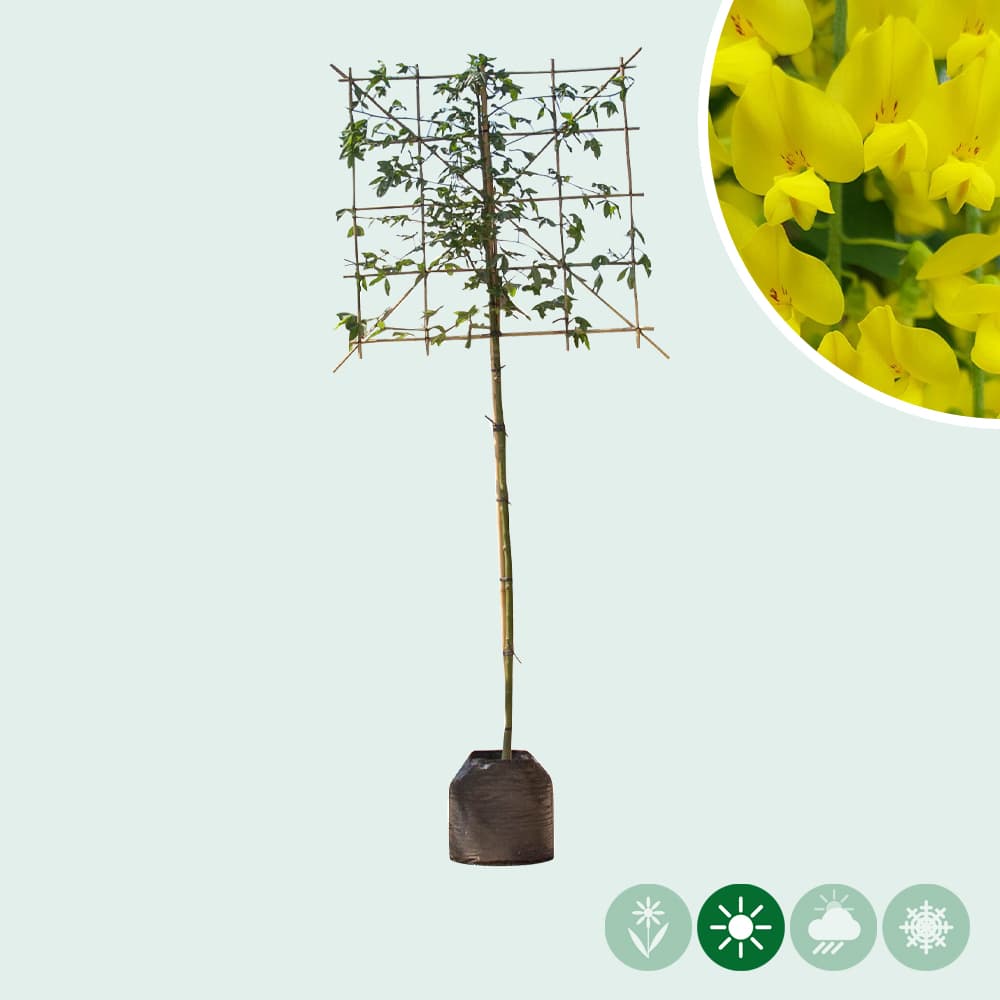 Gouden regen leiboom