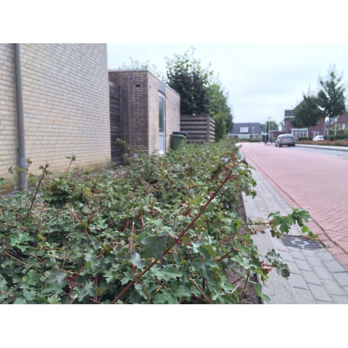 Spaanse aak haag 40 cm