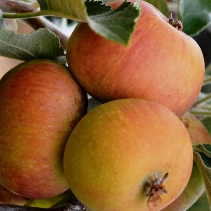 Appelboom Malus domestica 'Cox's Orange Pippin'