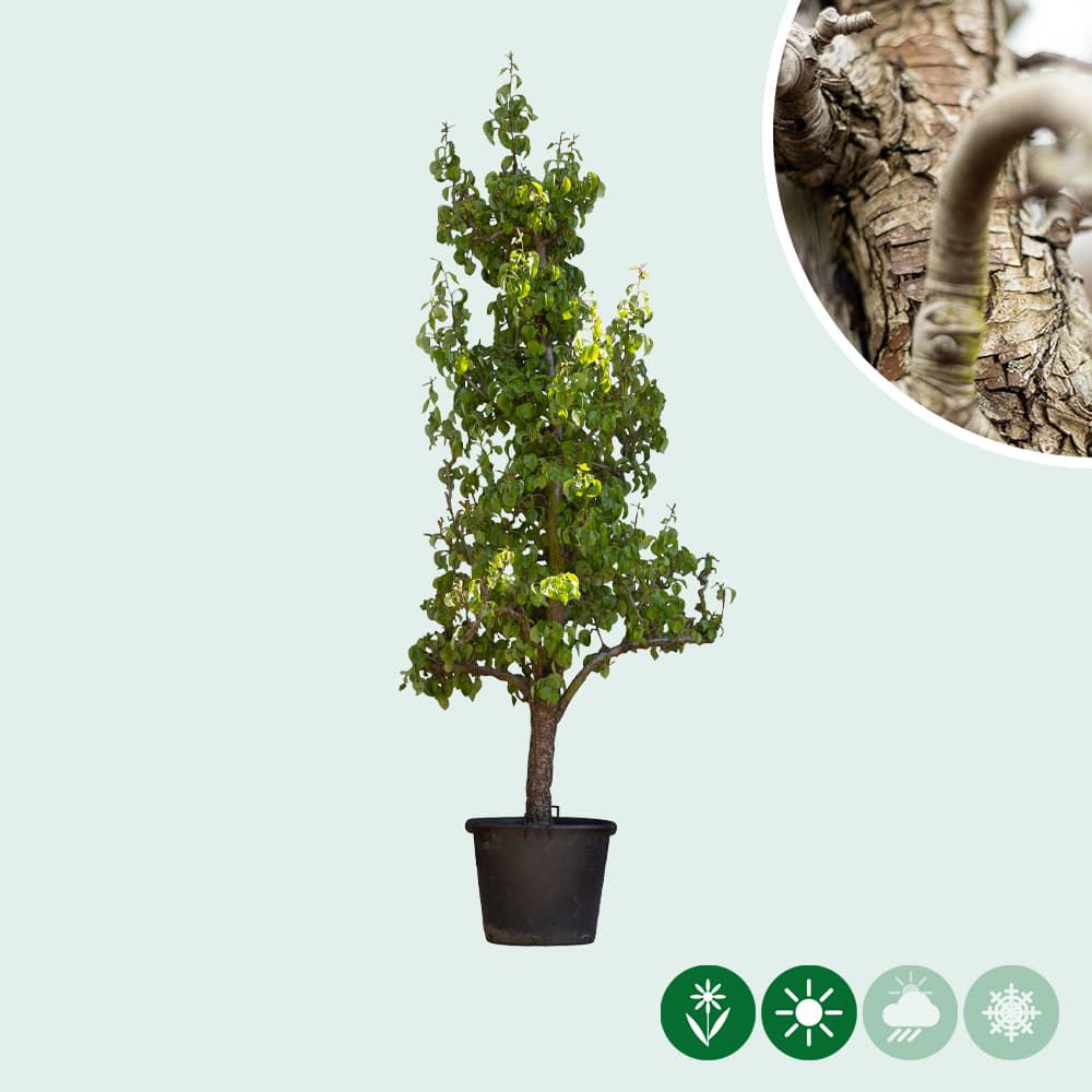 Pyrus communis 'Conference'