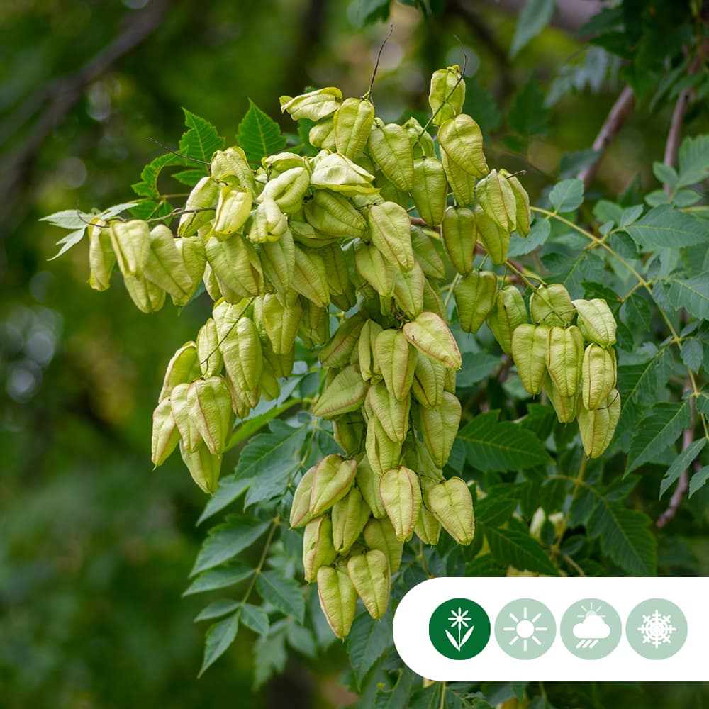 Chinese vernisboom meerstammig