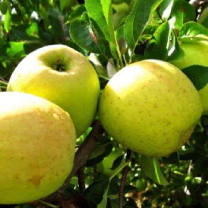 Appelboom Malus d. 'Golden Delicious' 2