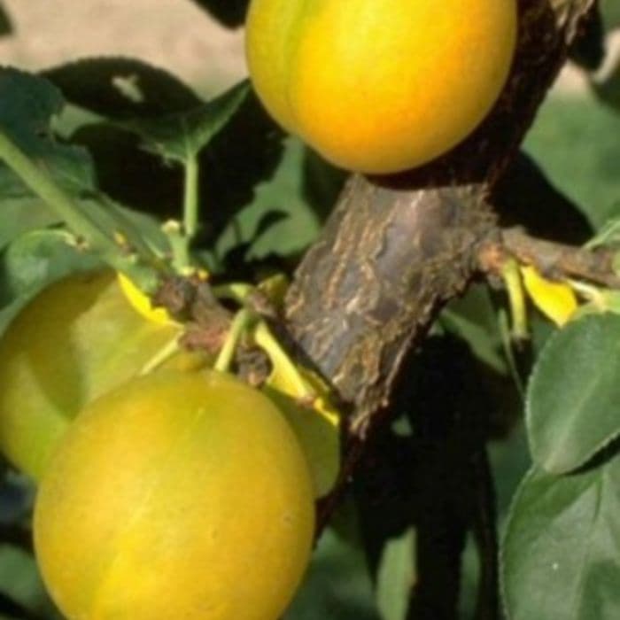 Prunus domestica 'Reine Claude d'Oullins' 2