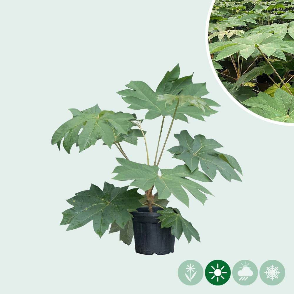 Chinese rijstpapier plant 100 cm