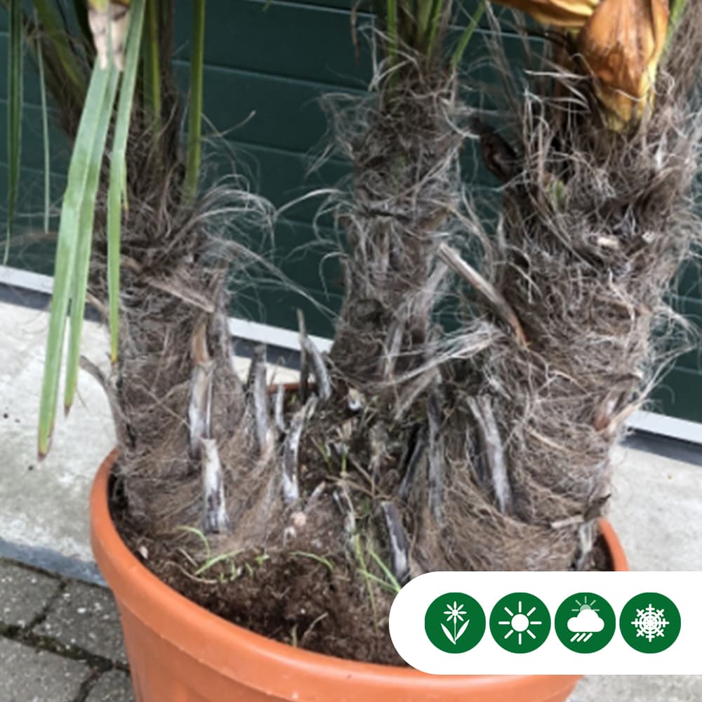 Chinese waaierpalm triple stam