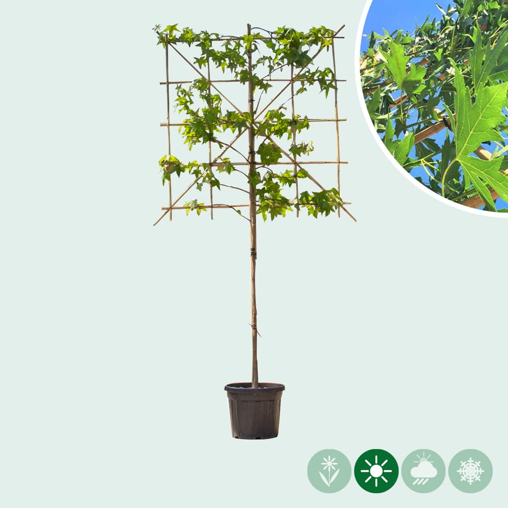 Lei amberboom 120 cm (120x120)
