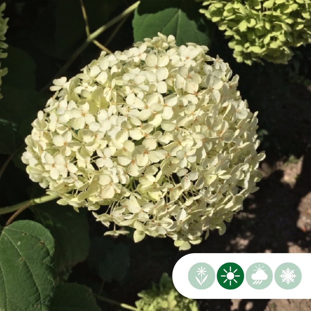 Hortensia Annabelle