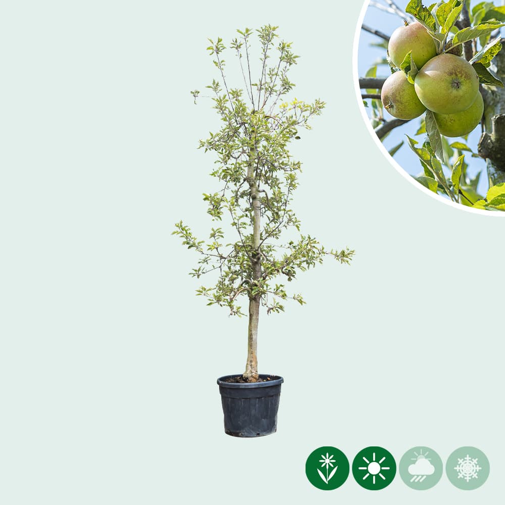 Oude appelboom Elstar