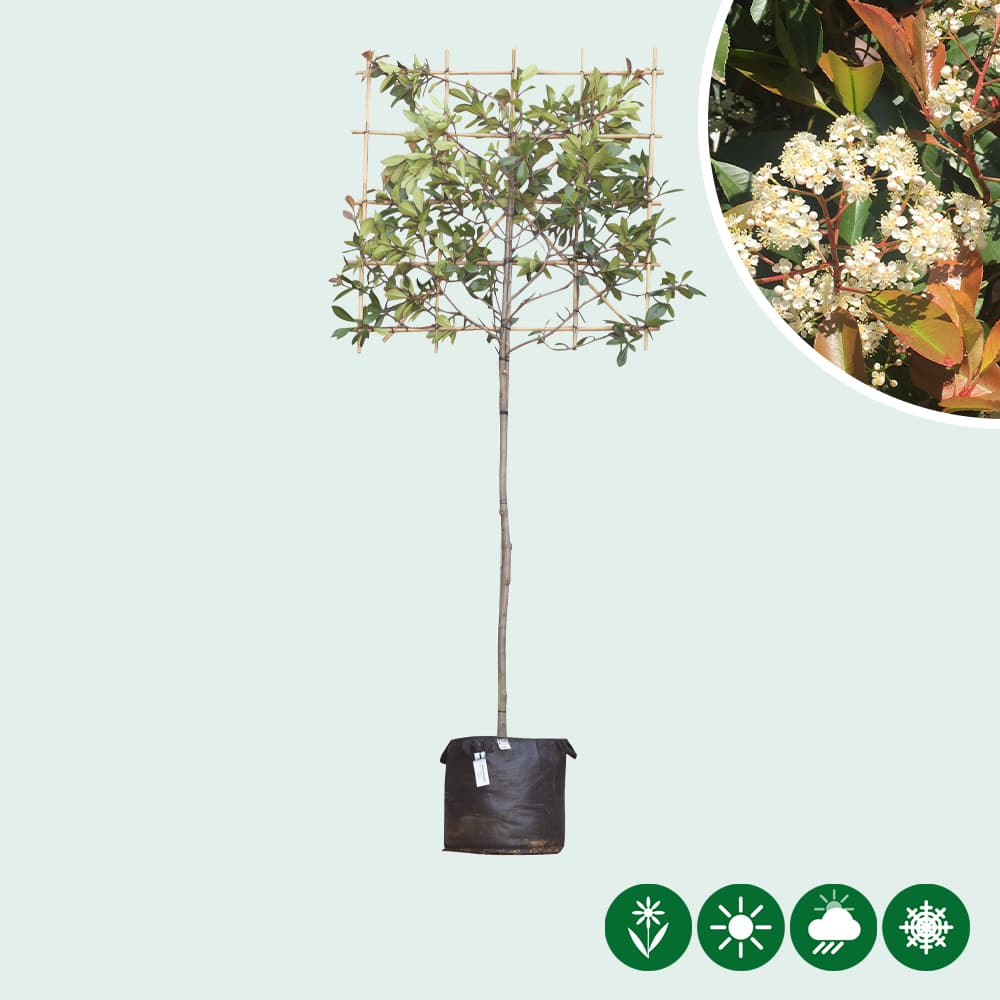 Glansmispel leiboom 180 cm