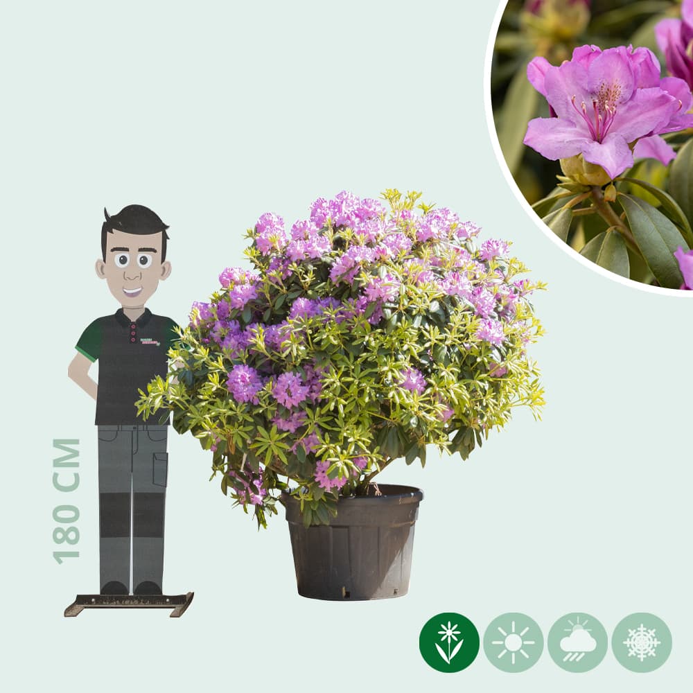 Rhododendron Catawbiense grandiflorum