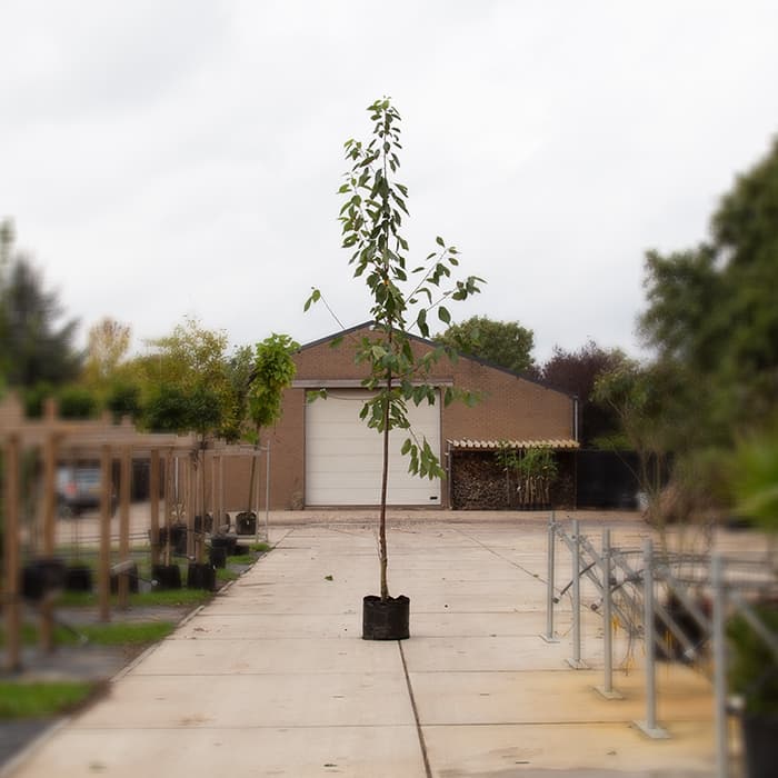 Grote kersenbomen