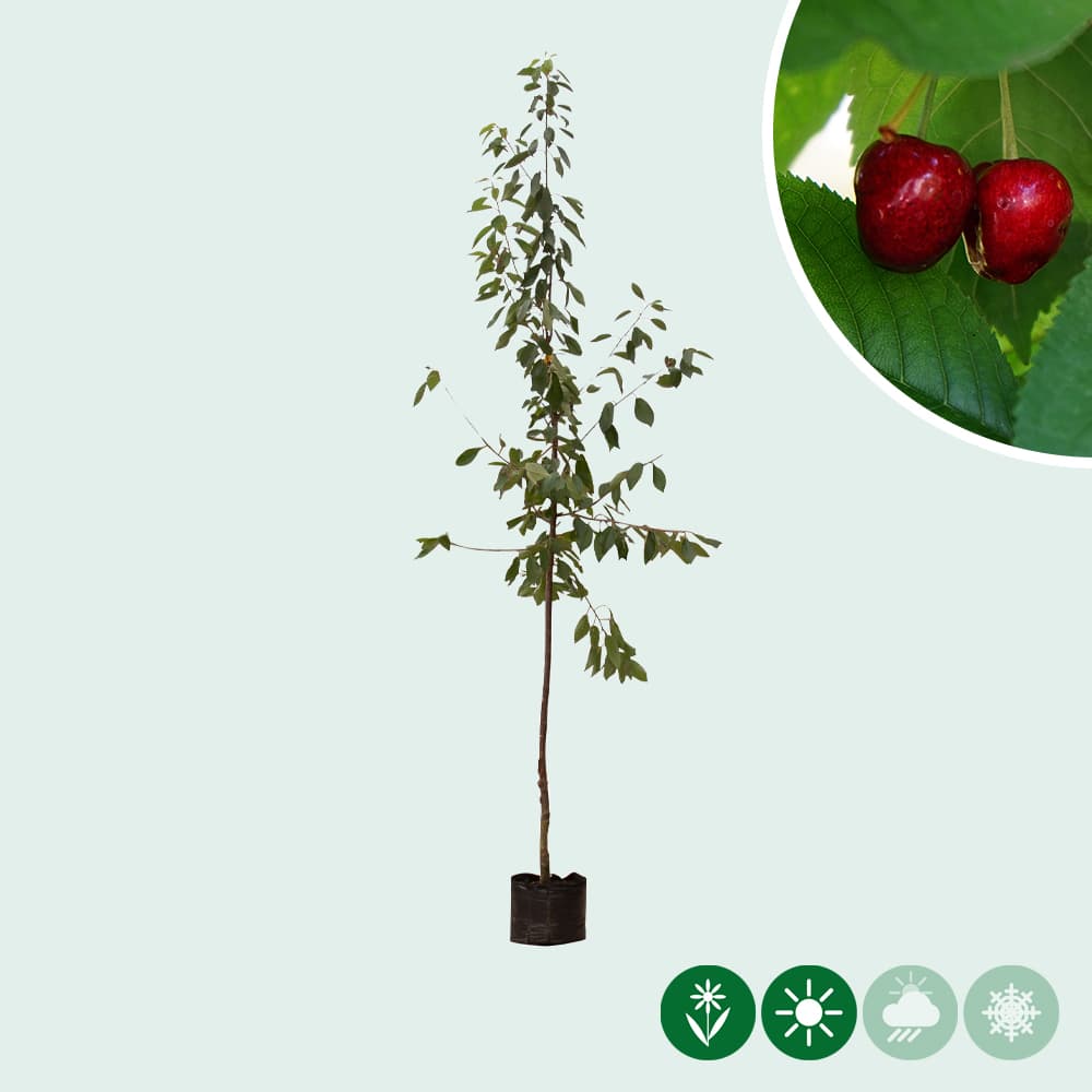 Prunus a. 'Stella'