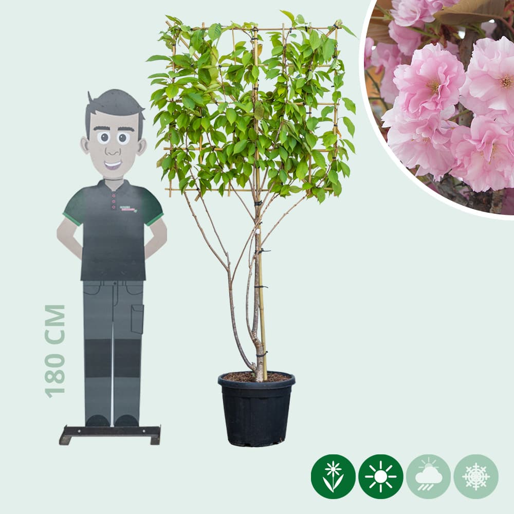Japanse sierkers leiboom meerstammig