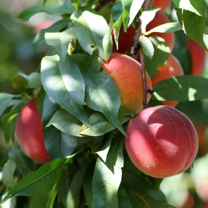 Nectarinebomen
