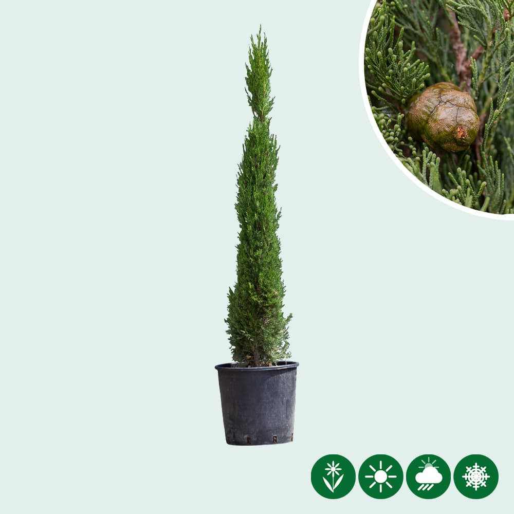Italiaanse cipresboom 100 cm