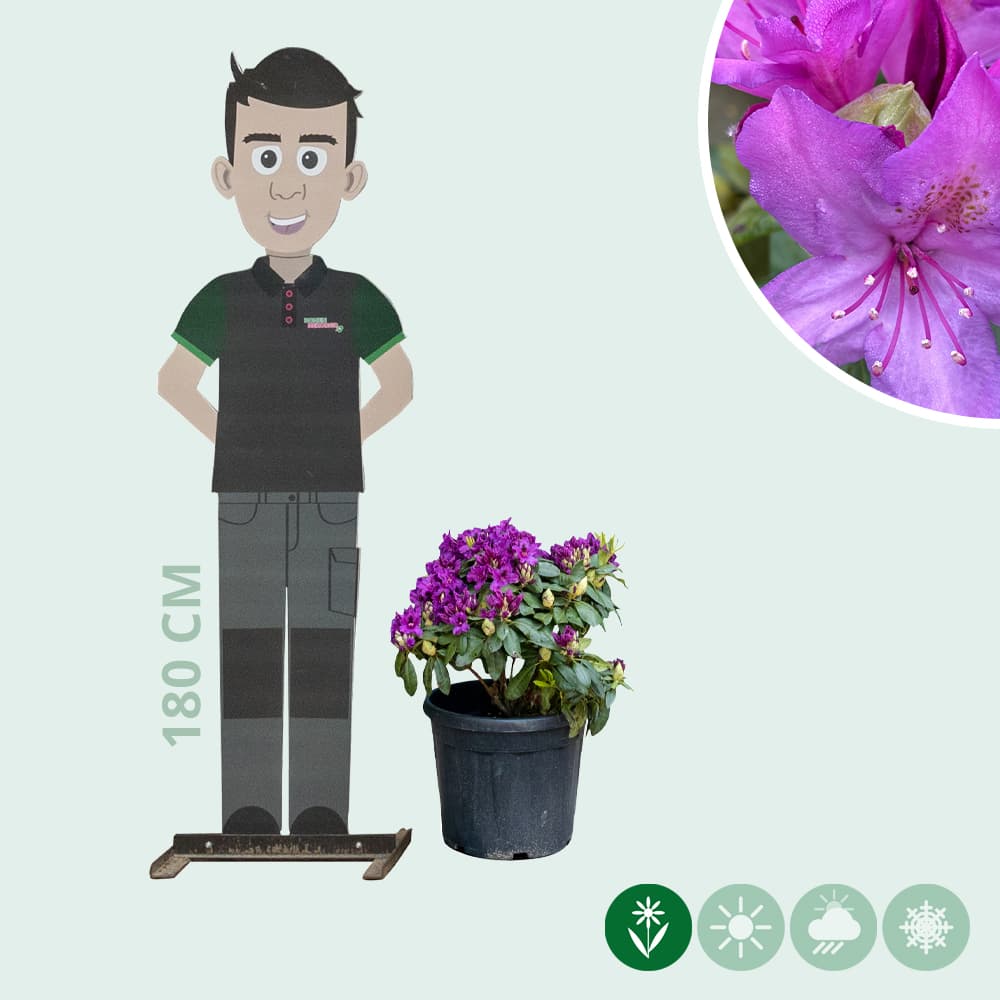 Rhododendron 'Azurro'