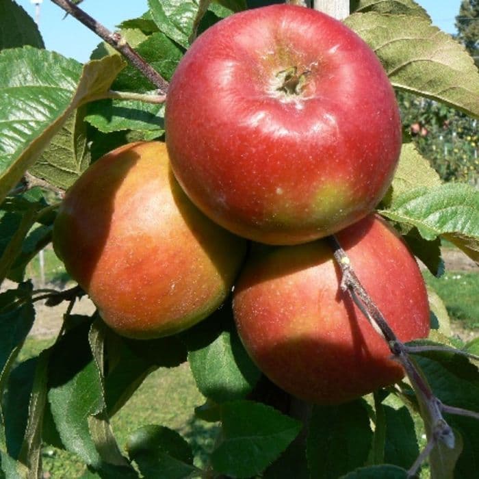 Appelboom Malus domestica 'Santana'