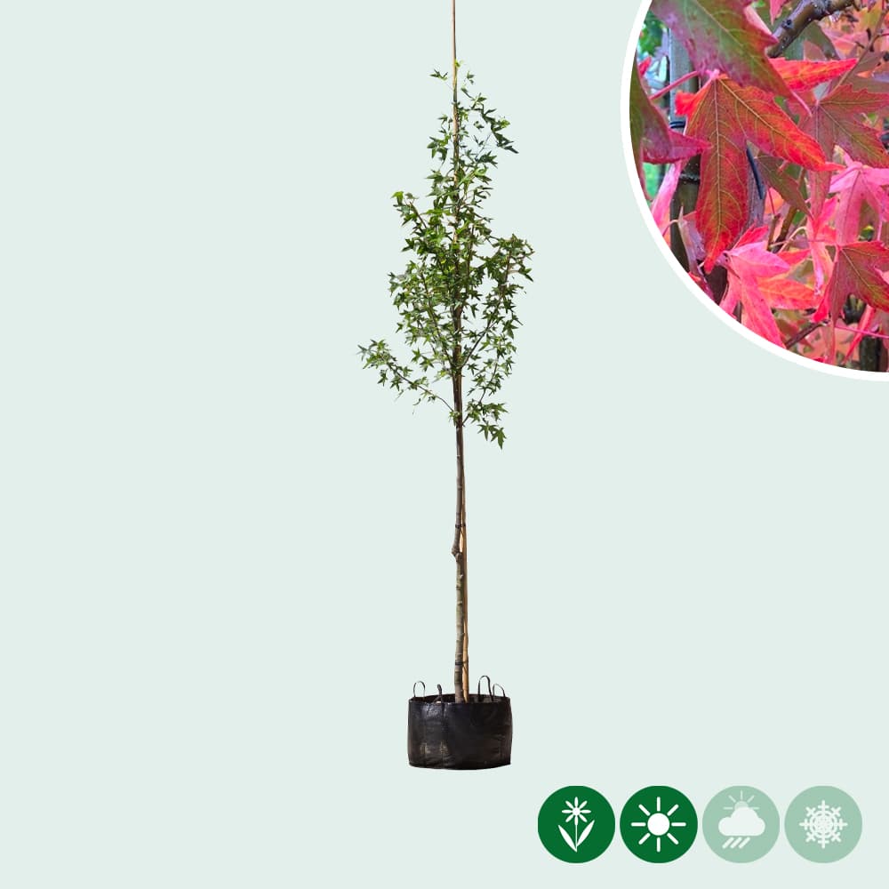 Amberboom 'Worplesdon'