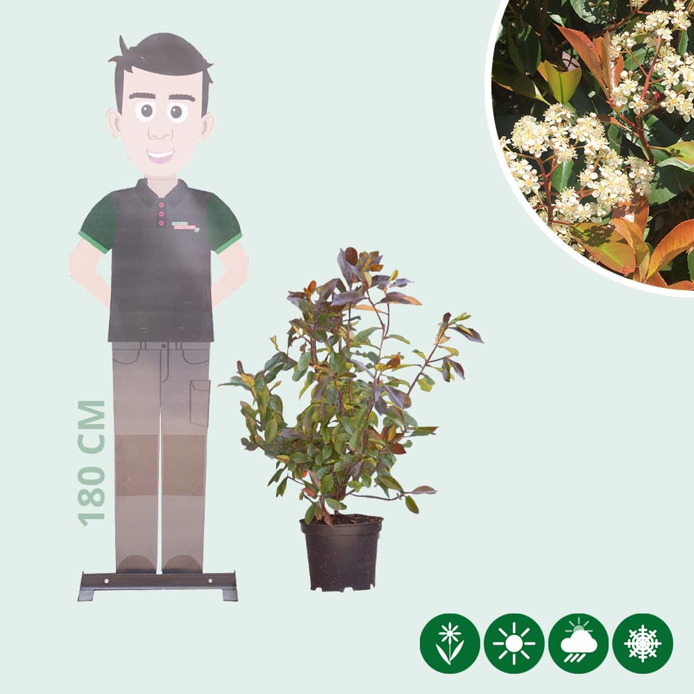 Photinia Red Robin haag 80 cm