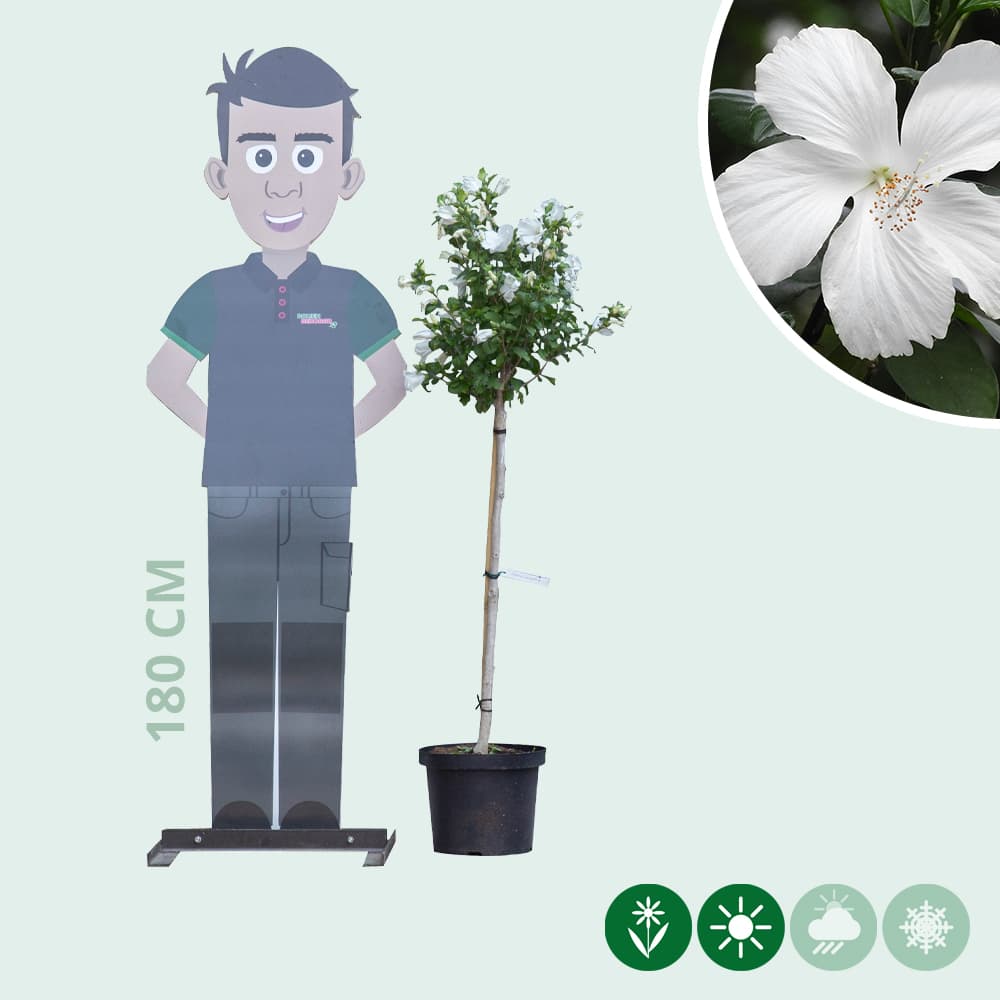 Hibiscus 'Bianco'