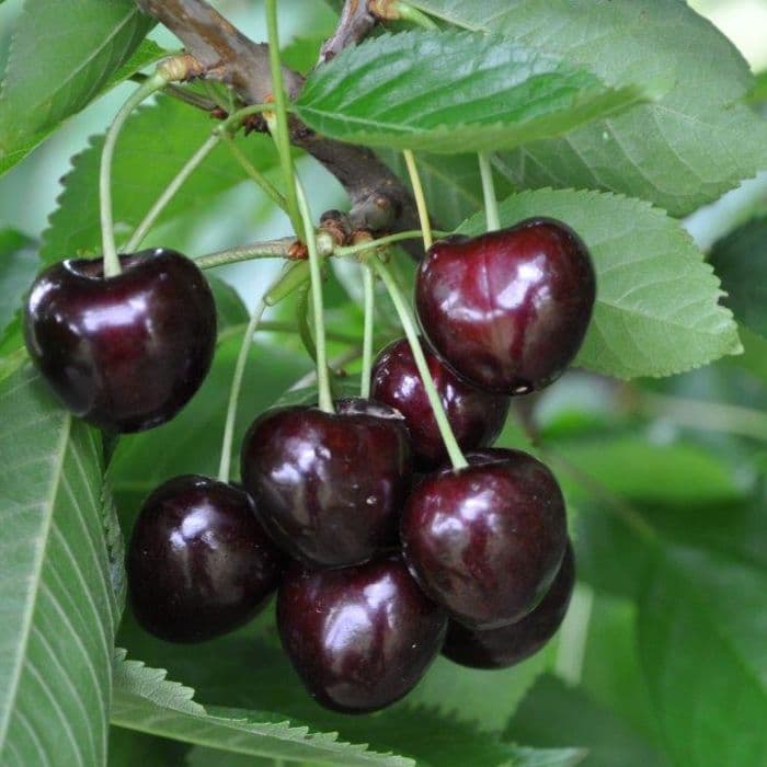 Prunus avium 'Early Rivers' 2