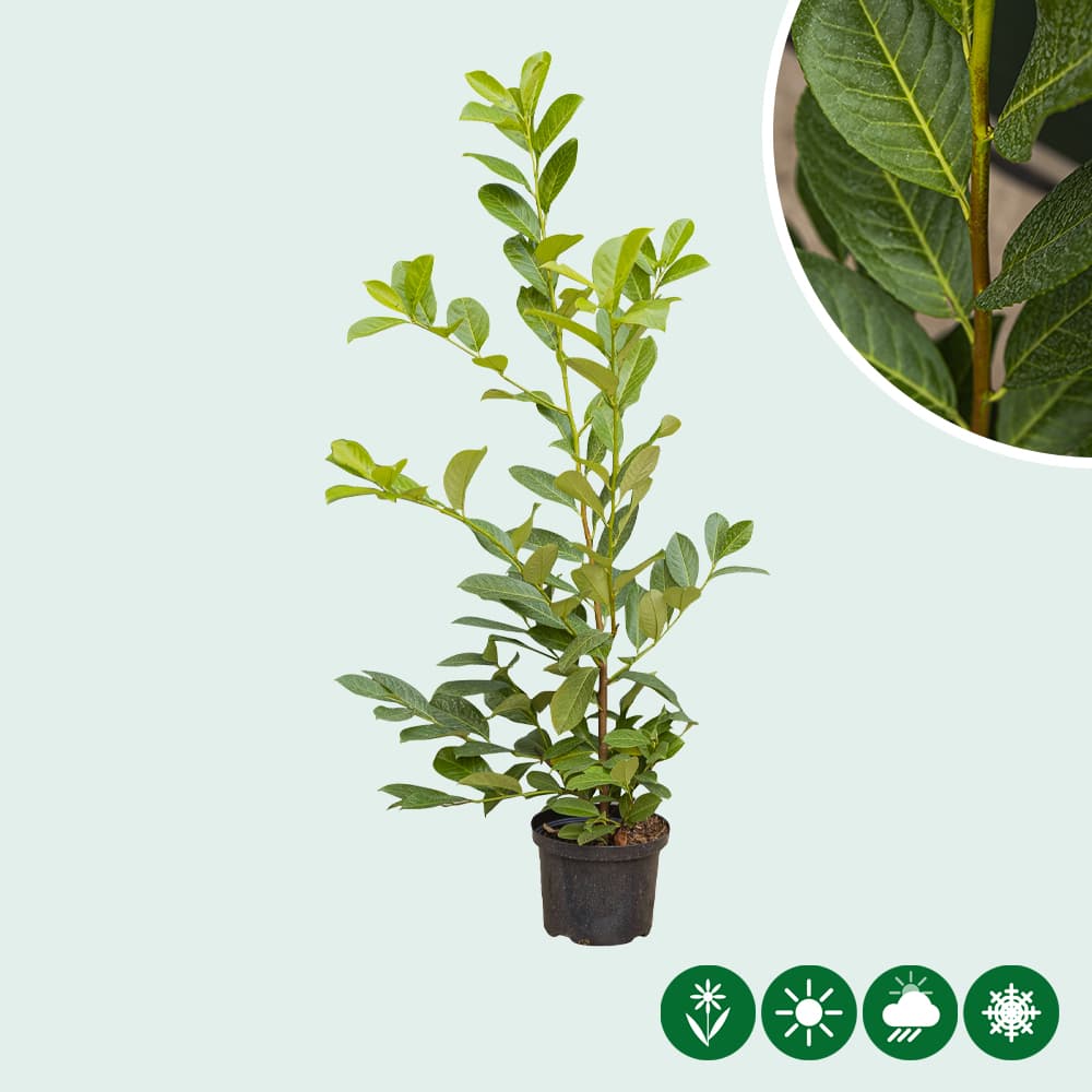Laurierhaag 'Rotundifolia' 80 cm