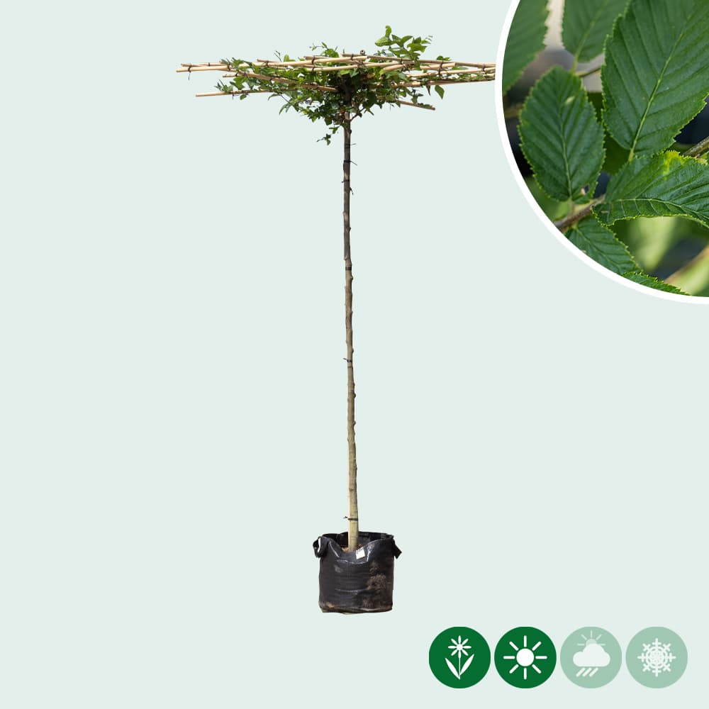 Haagbeuk vierkant dak 200-220 cm stamhoogte