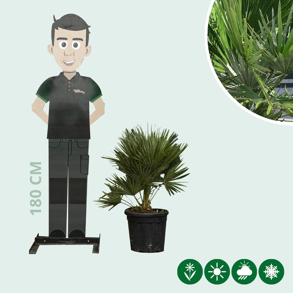 Dwergpalm 'Vulcano'