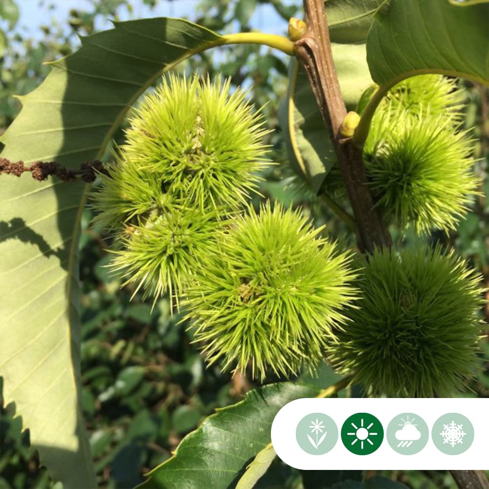 Tamme kastanje leiboom