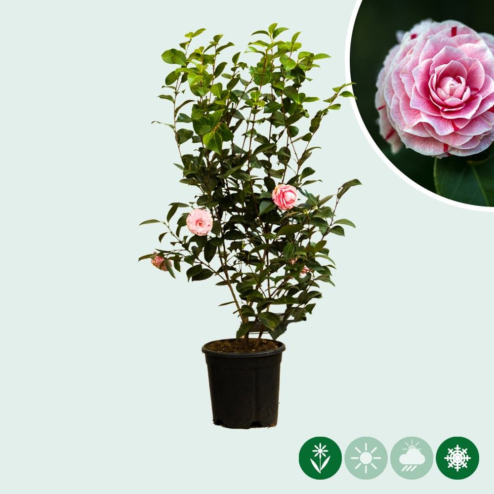 Camellia struik