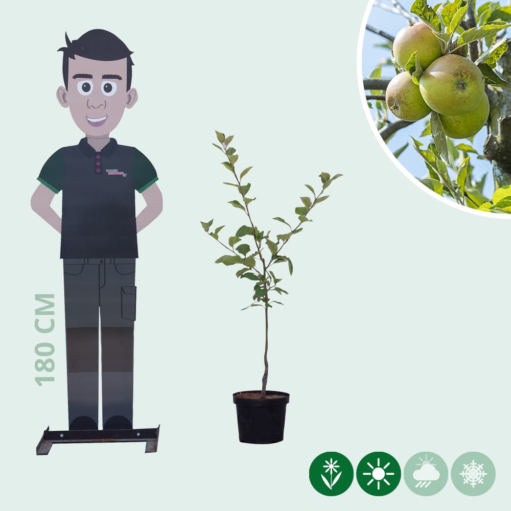 Malus d. 'Elstar'