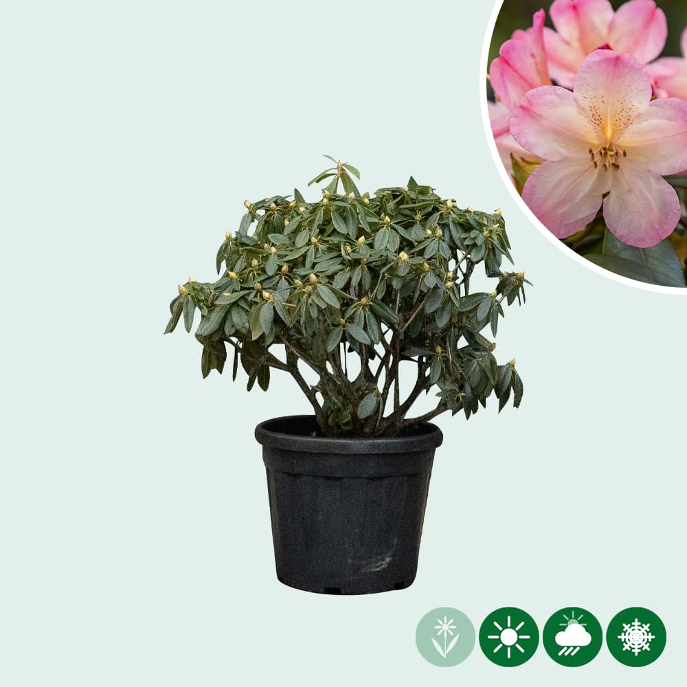 Rhododendron Percy wiseman