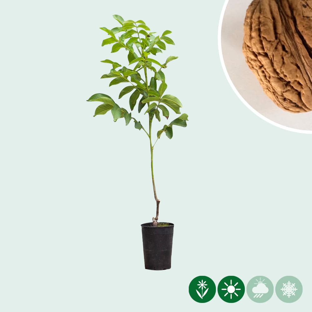 Walnotenboom 'Bella Maria'