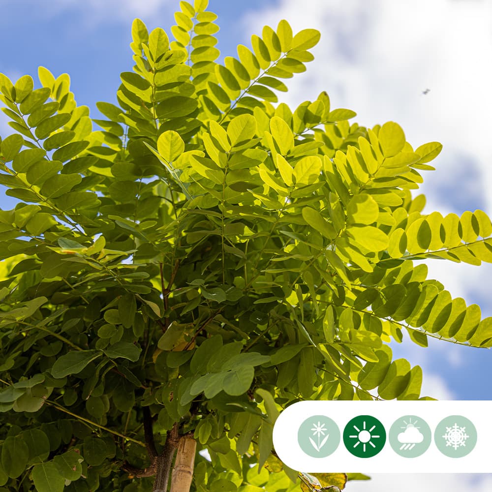 Bol acacia 120 cm stamhoogte