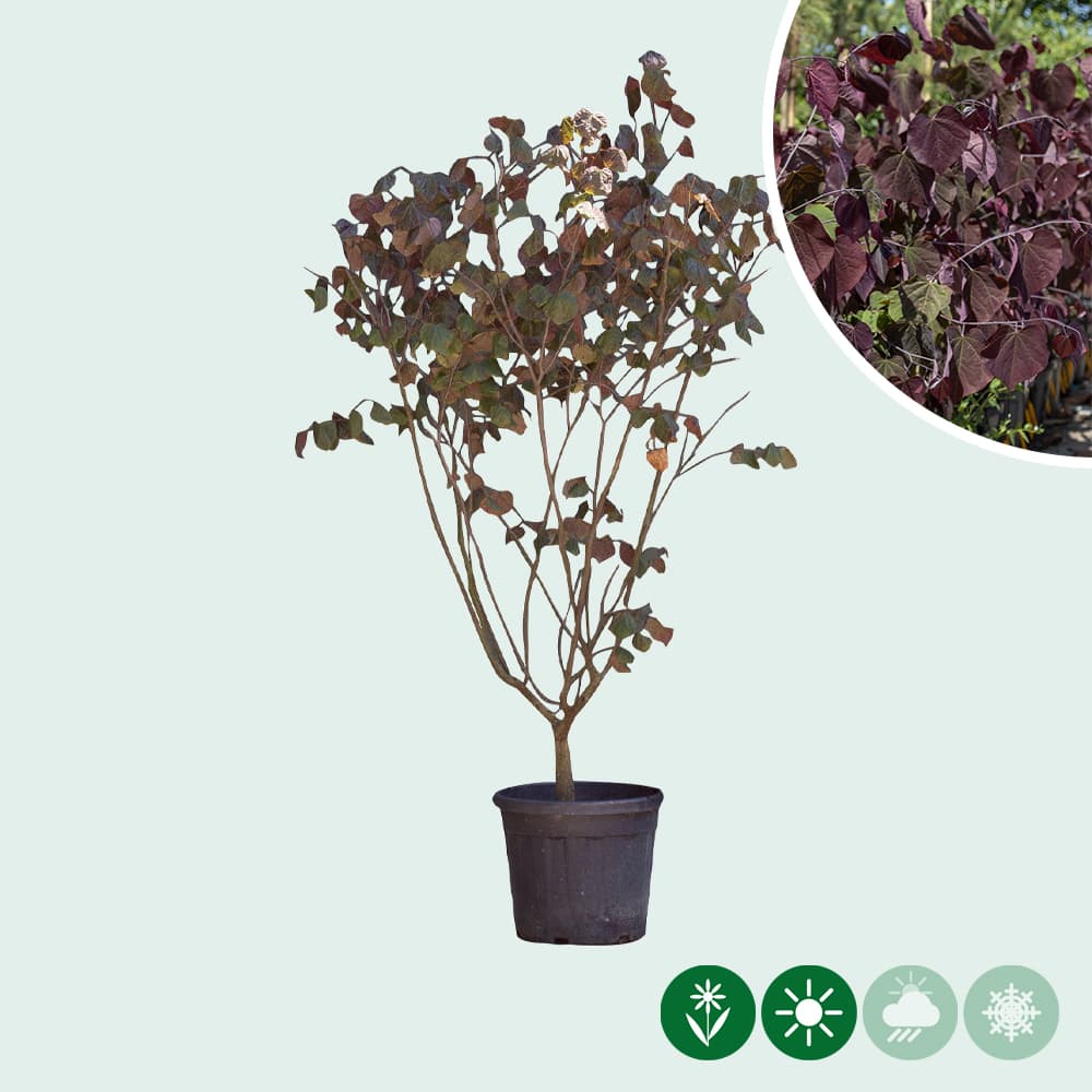 Judasboom 'Forest Pansy' meerstammig