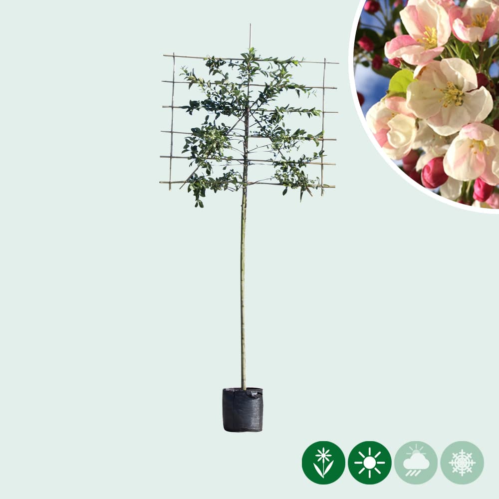 Sierappel leiboom 180 cm