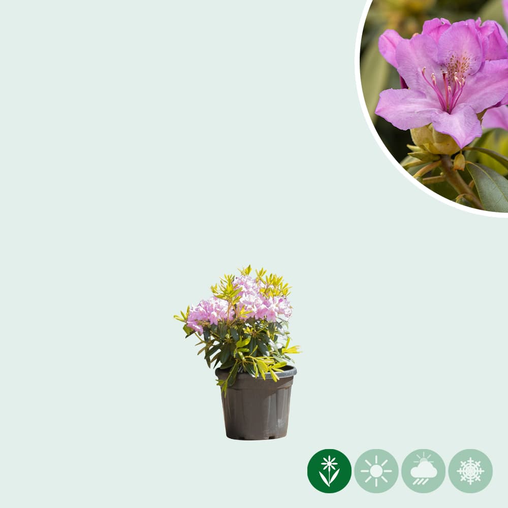 Rhododendron Catawbiense grandiflorum