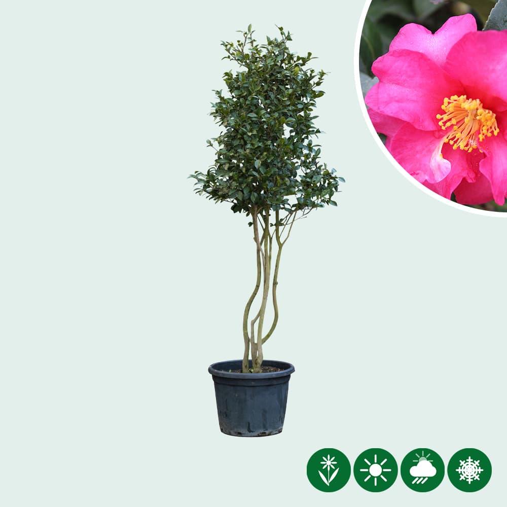 Japanse roos meerstammig (Camelia)