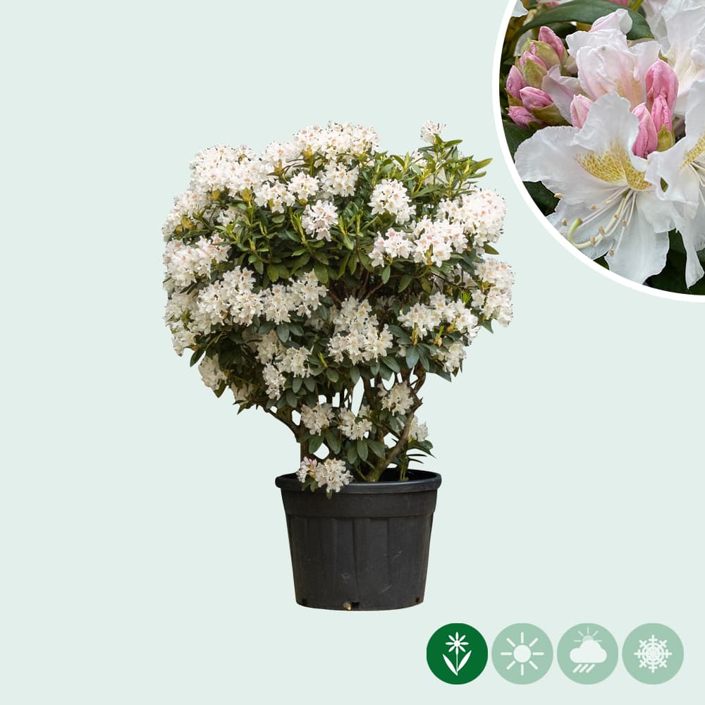 Rhododendron Cunninghams White