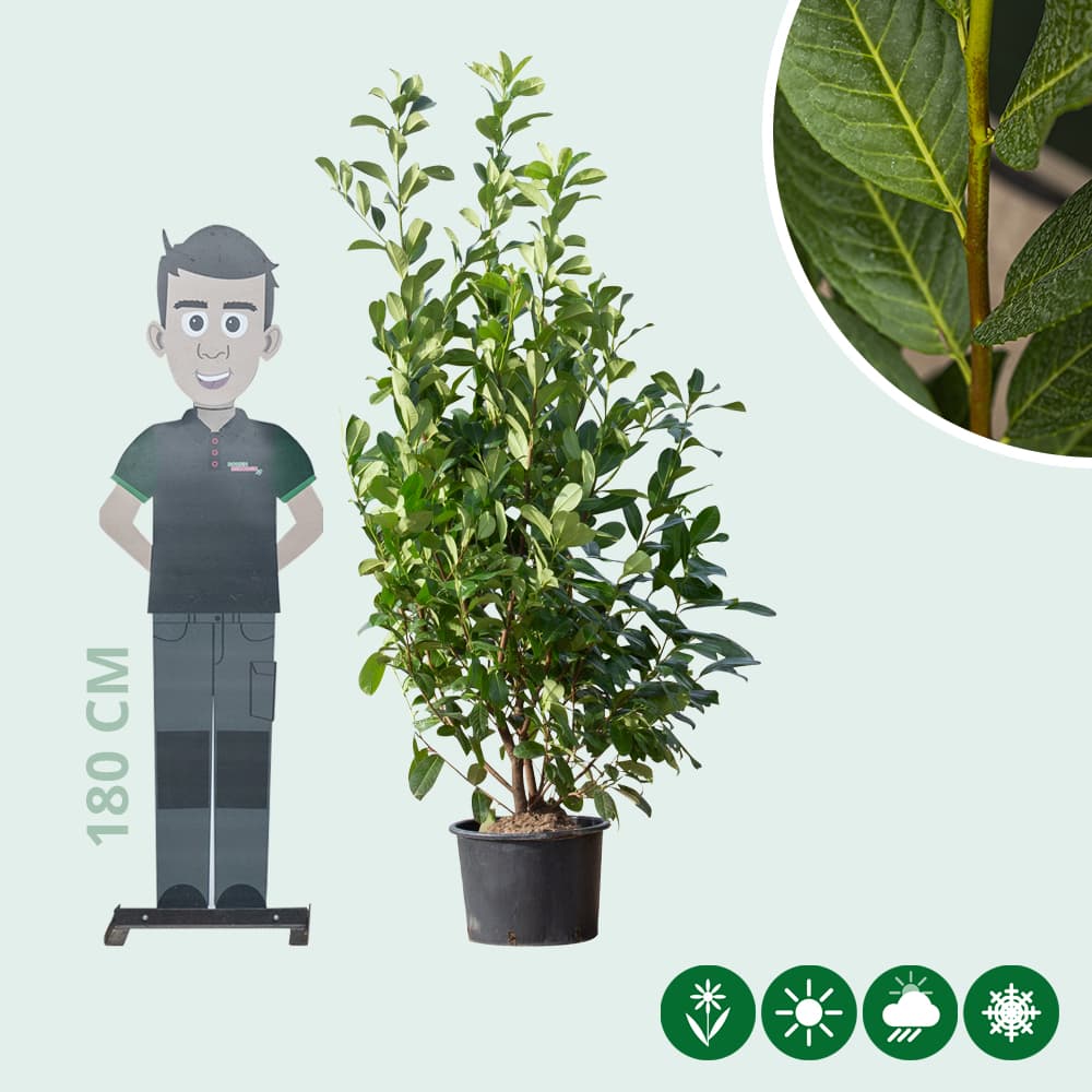 Laurierhaag 'Rotundifolia' 180 cm