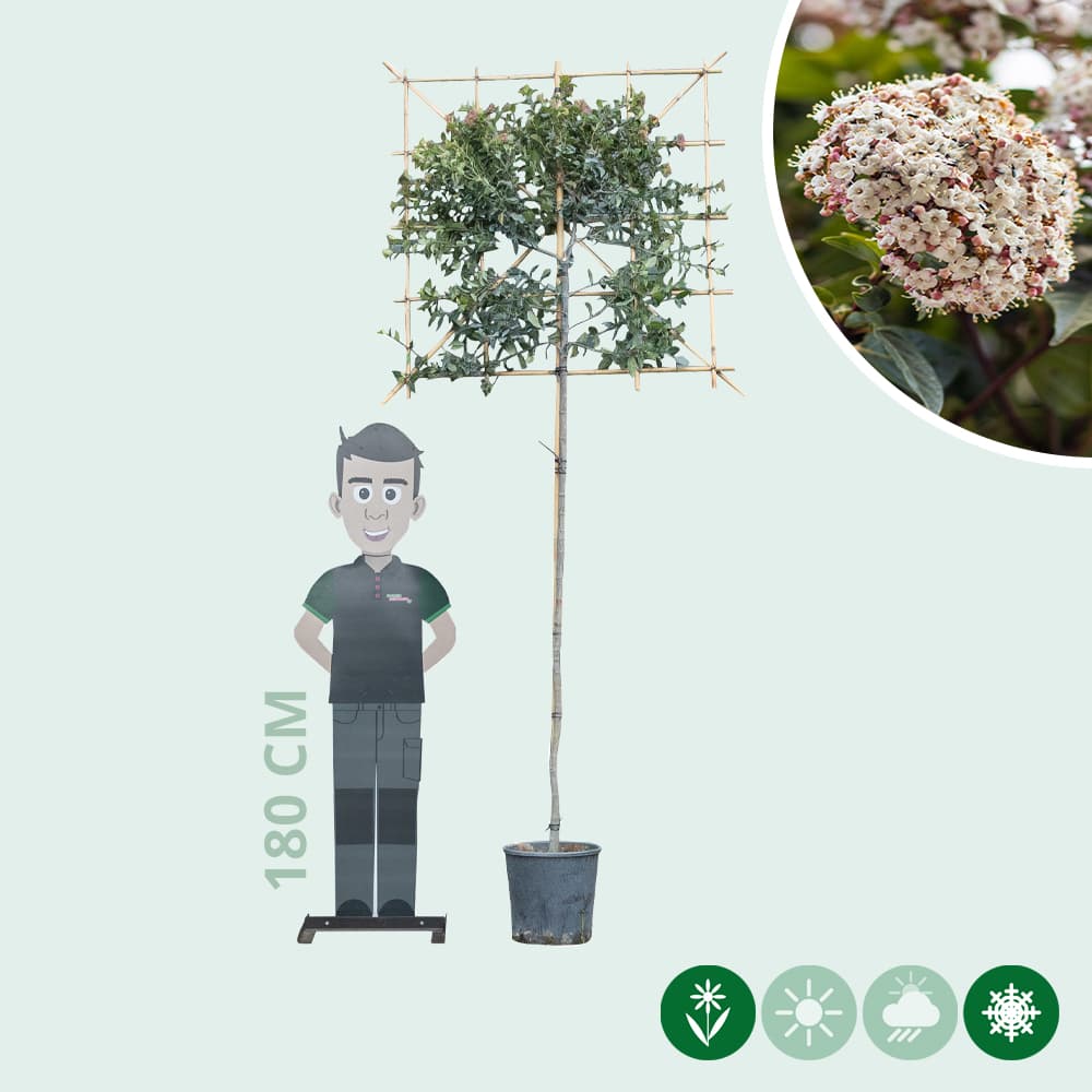 Viburnum tinus leiboom 200 cm