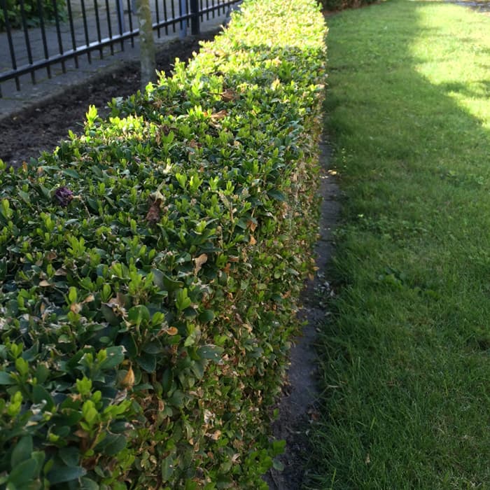 Buxus haag 40 cm