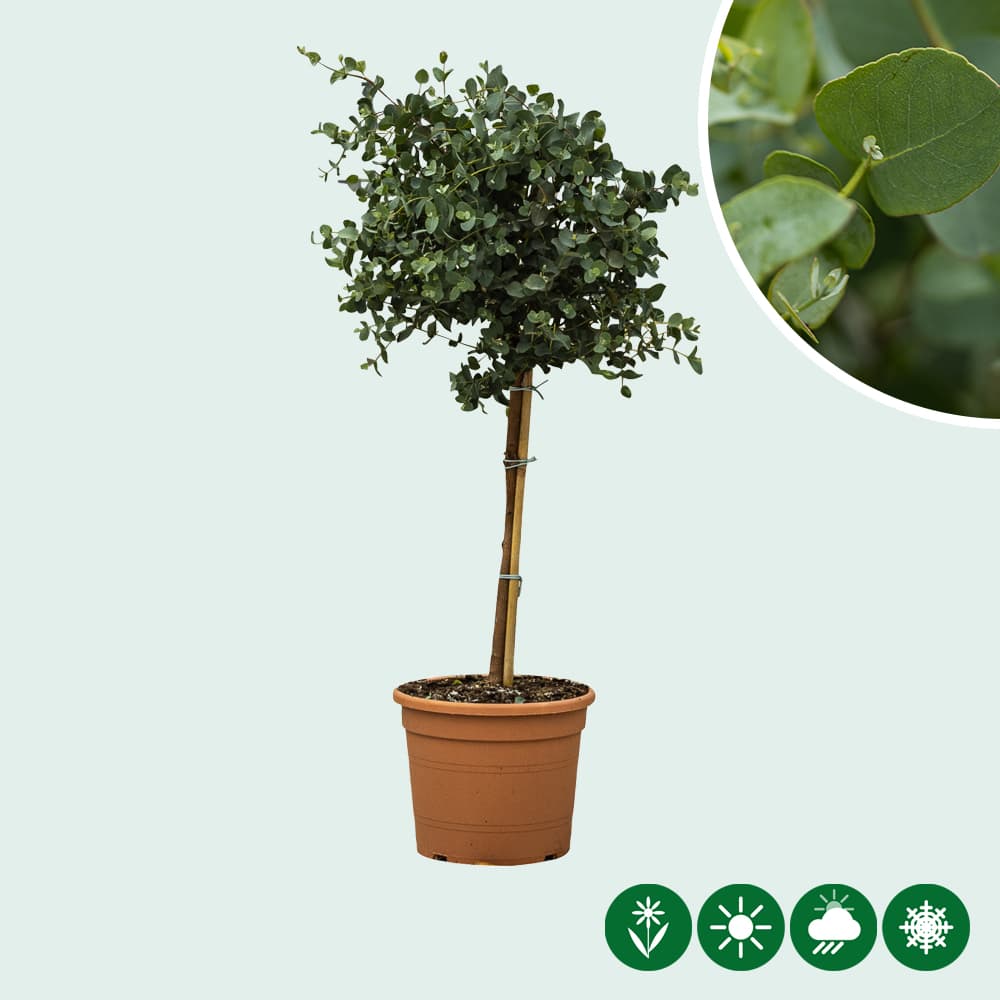 Gomboom 'Eucalyptus gunnii' 40 cm stamhoogte