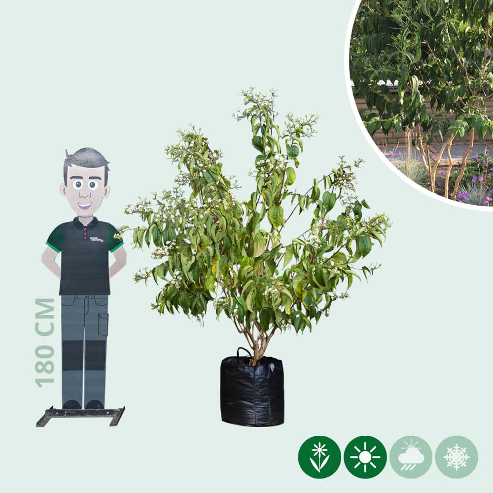 Zevenzonenboom meerstammig